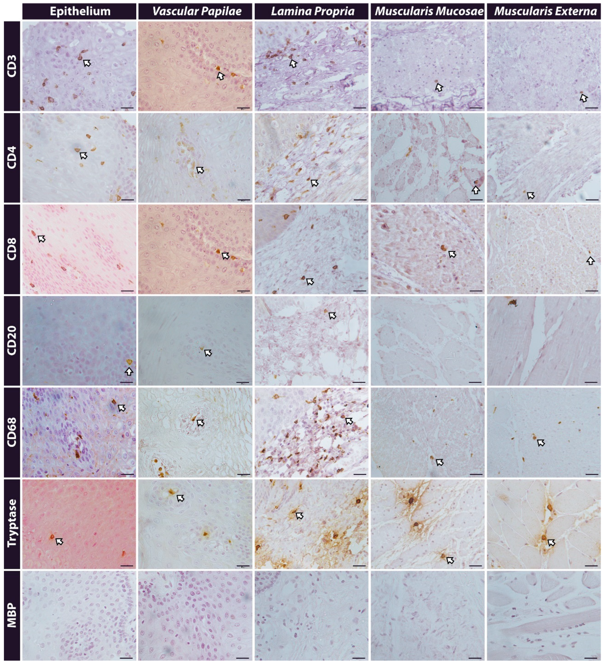 Gastroent 15 00058 g002 Gastroent 15 00058 g002