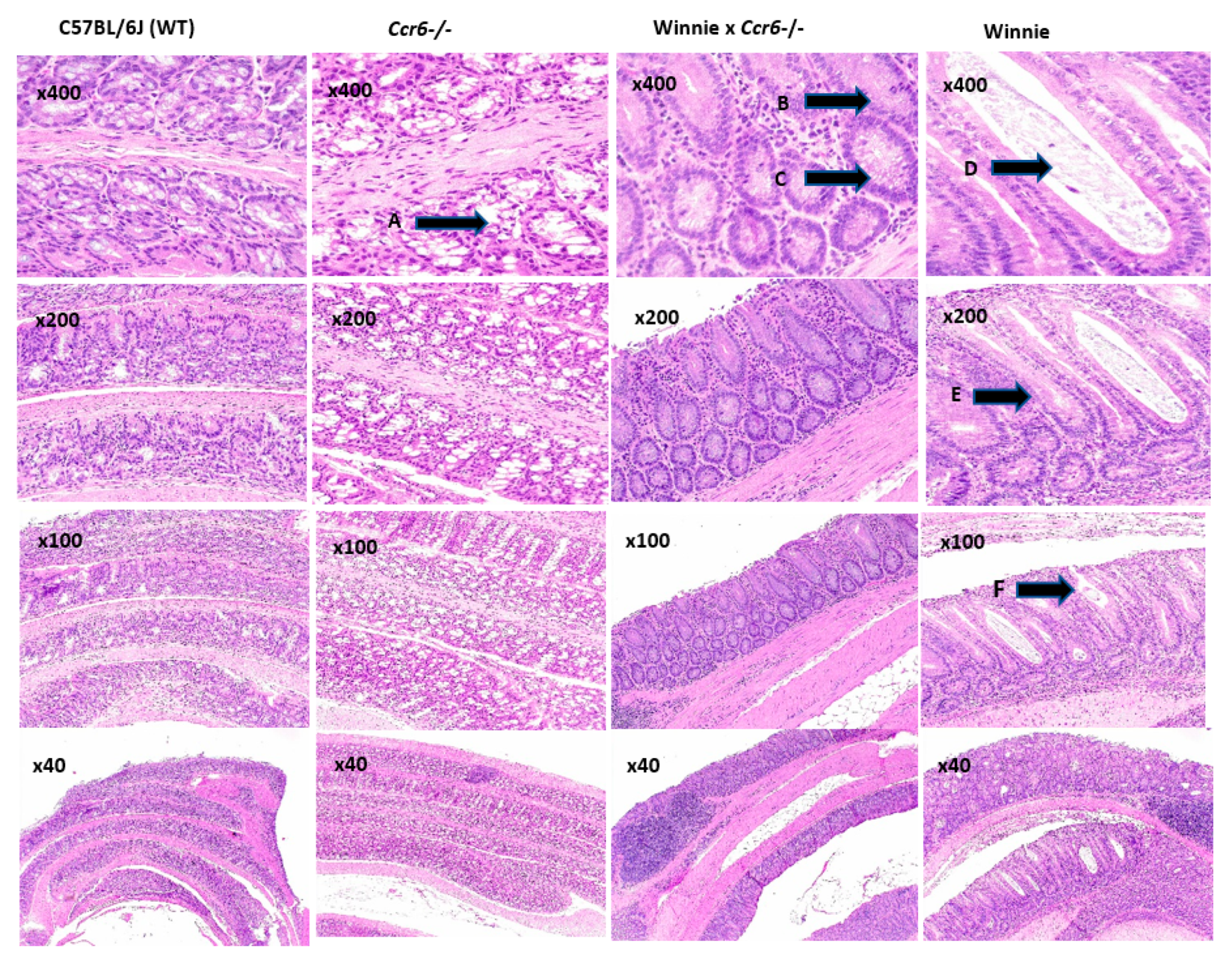 Gastrointestdisord 02 00004 g003