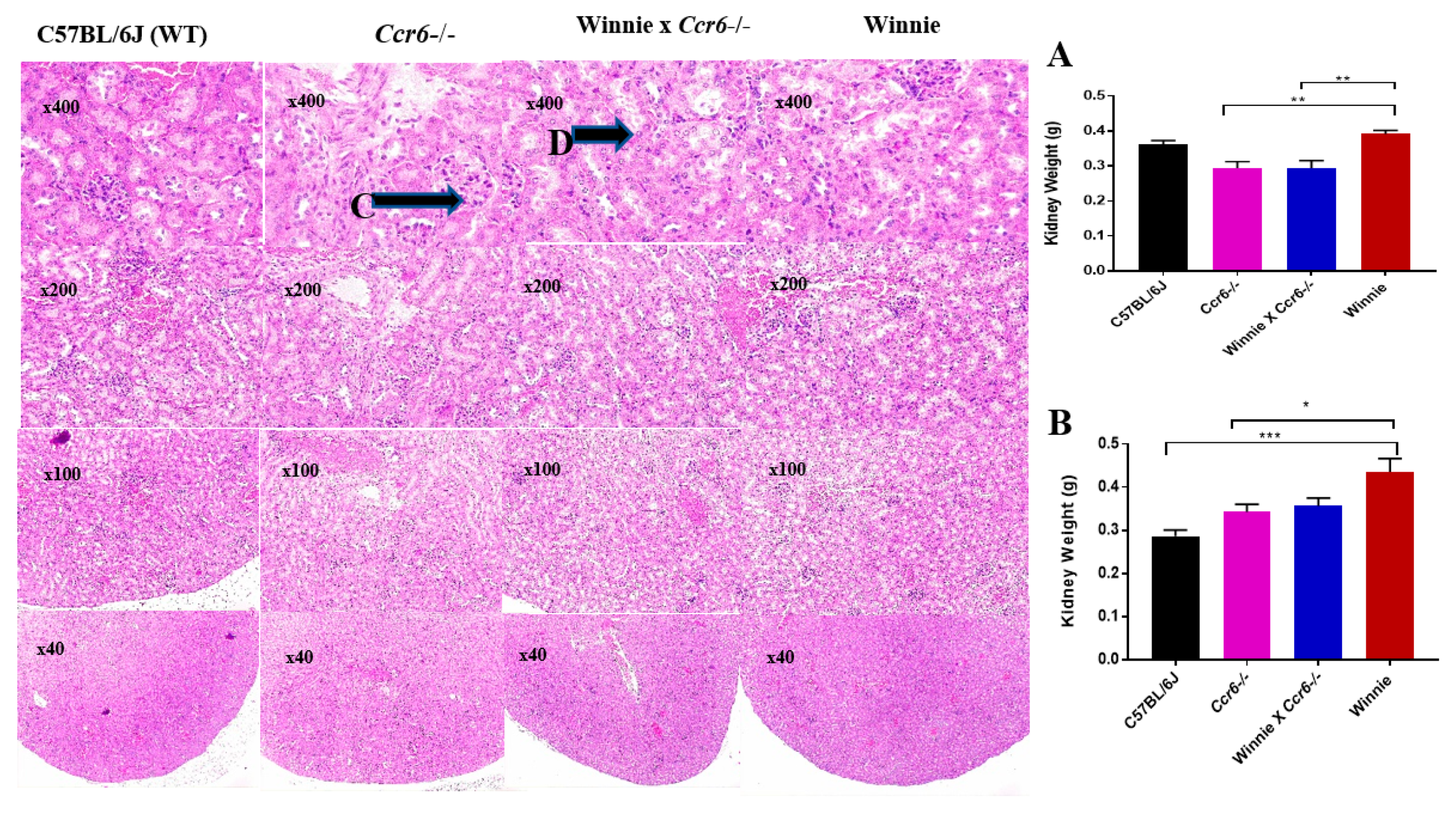 Gastrointestdisord 02 00004 g006