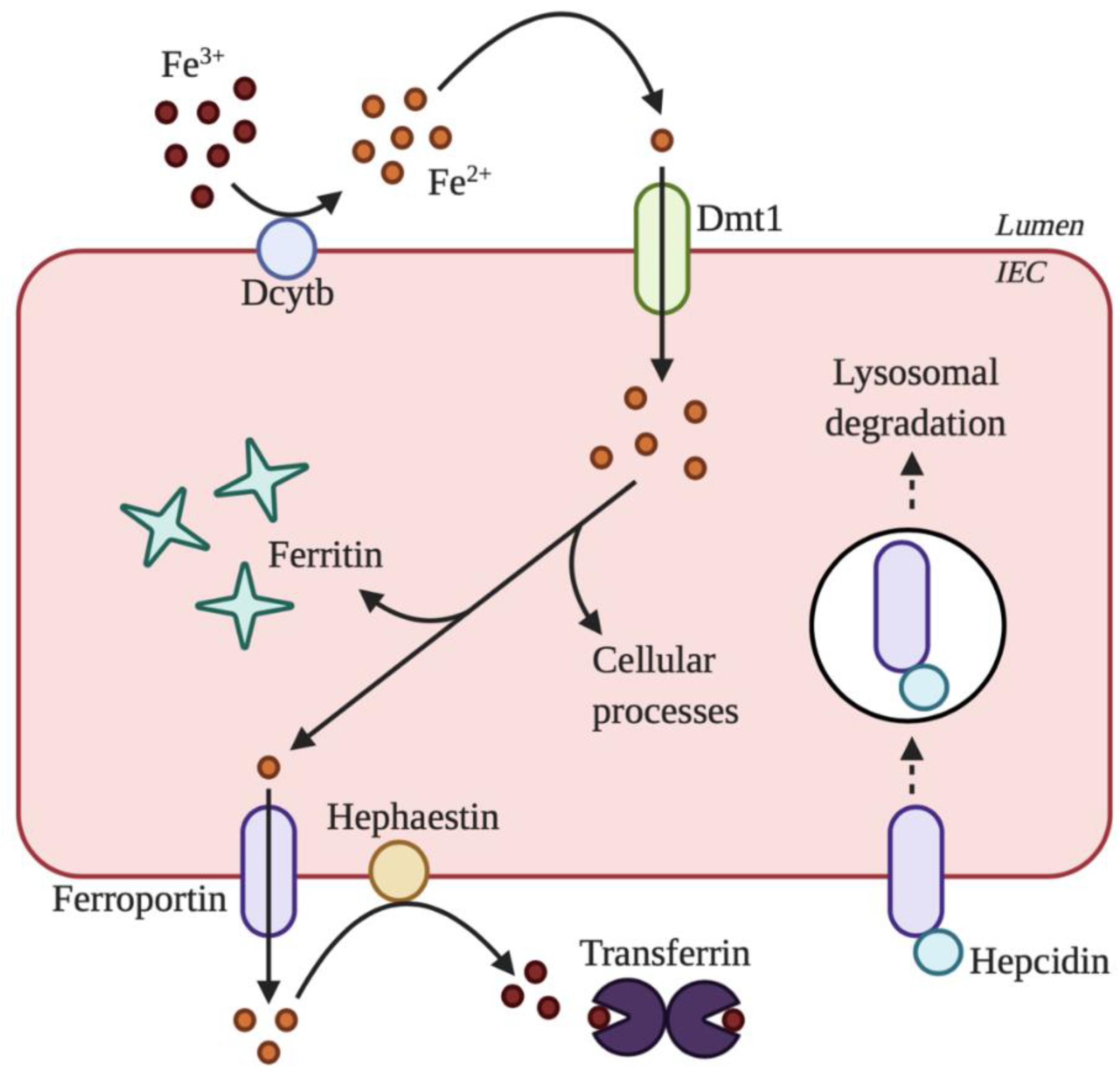 Gastrointestdisord 02 00030 g001 Gastrointestdisord 02 00030 g001