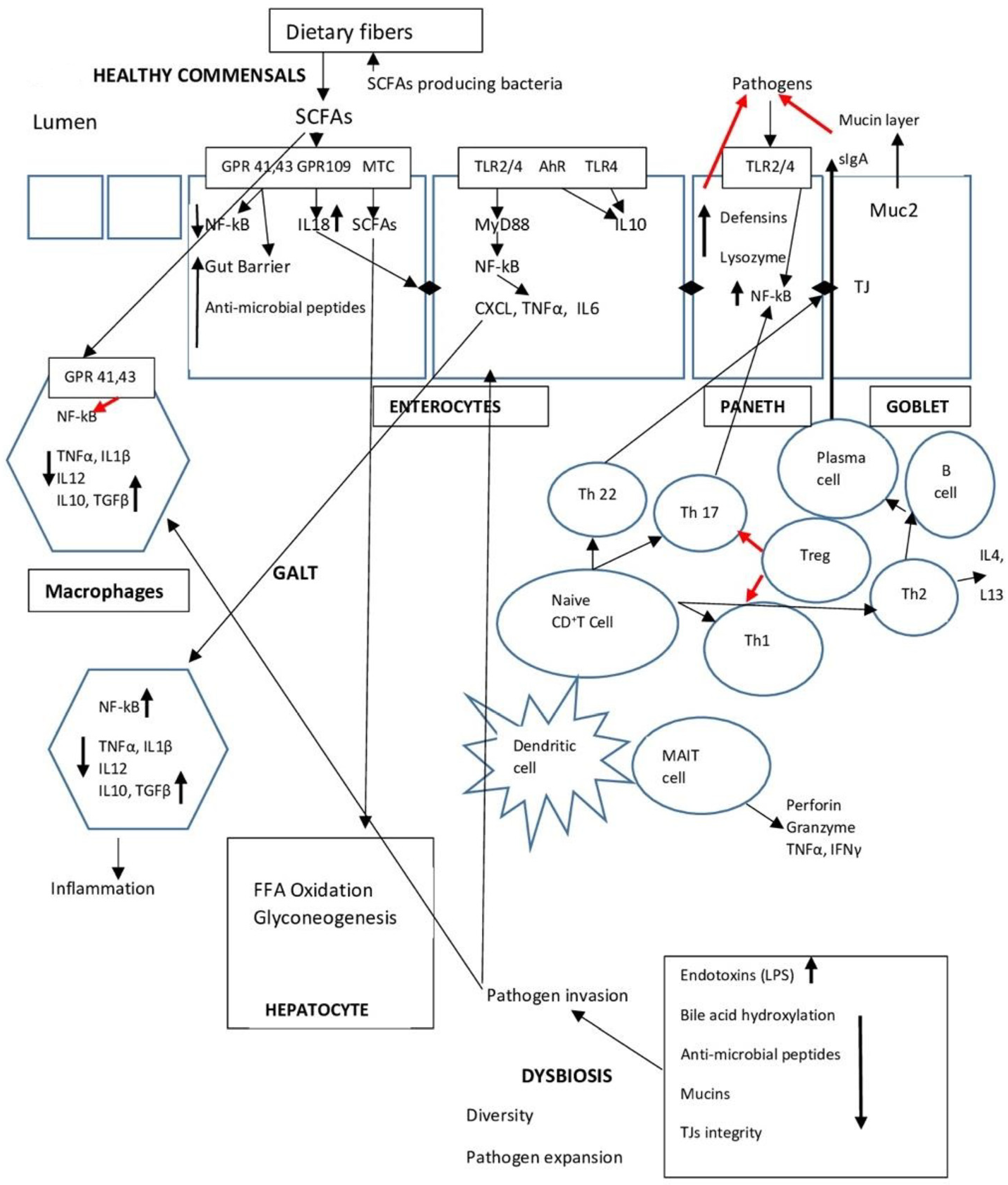 Gastrointestdisord 06 00005 g001