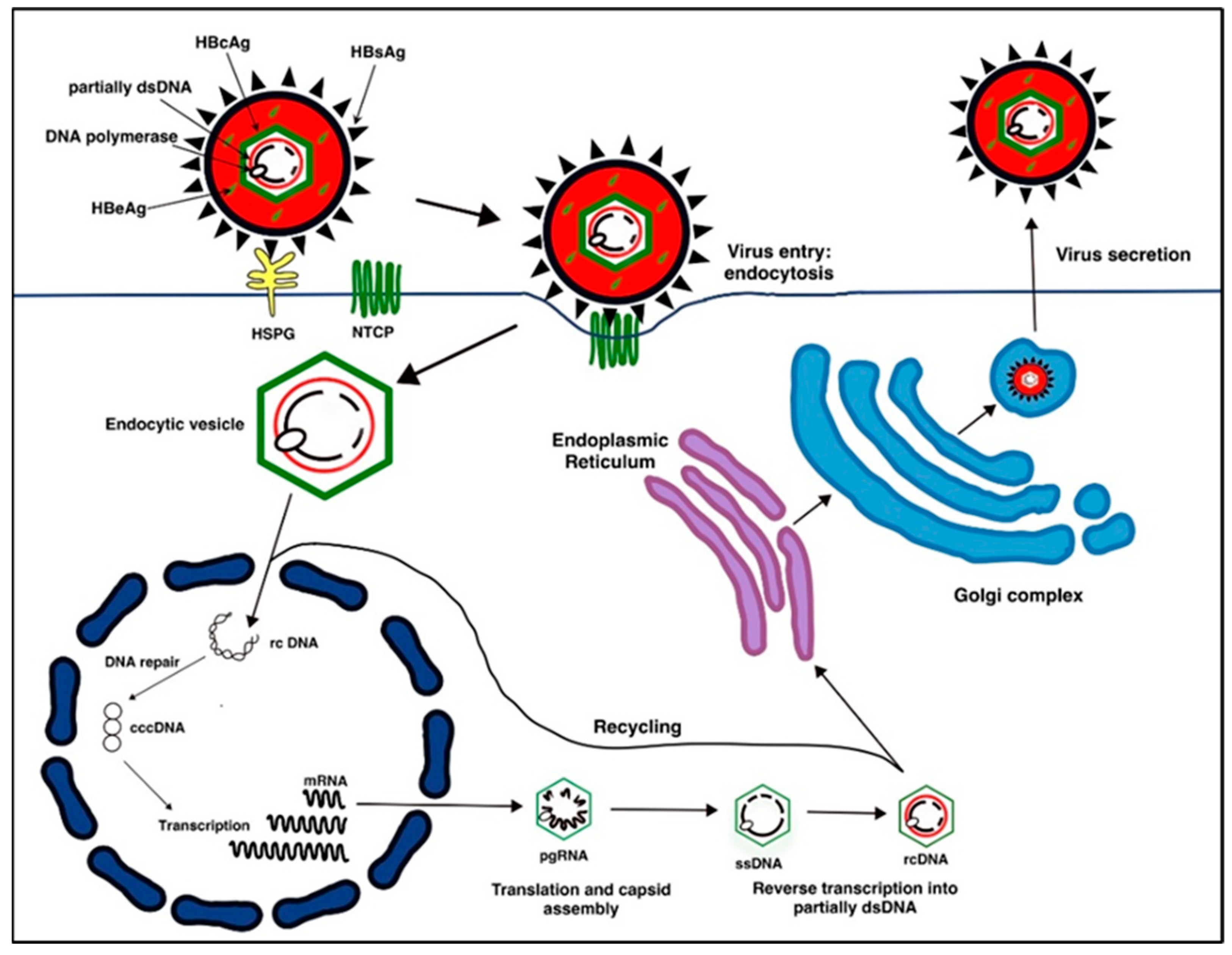 Gastrointestdisord 06 00054 g001