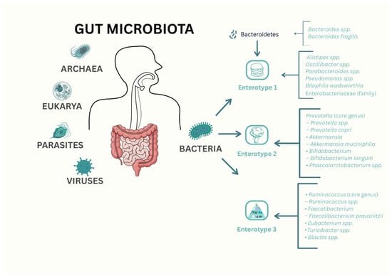 Human Gut Microbiota: Distribution Across Microbial Groups and Enterotypes.
