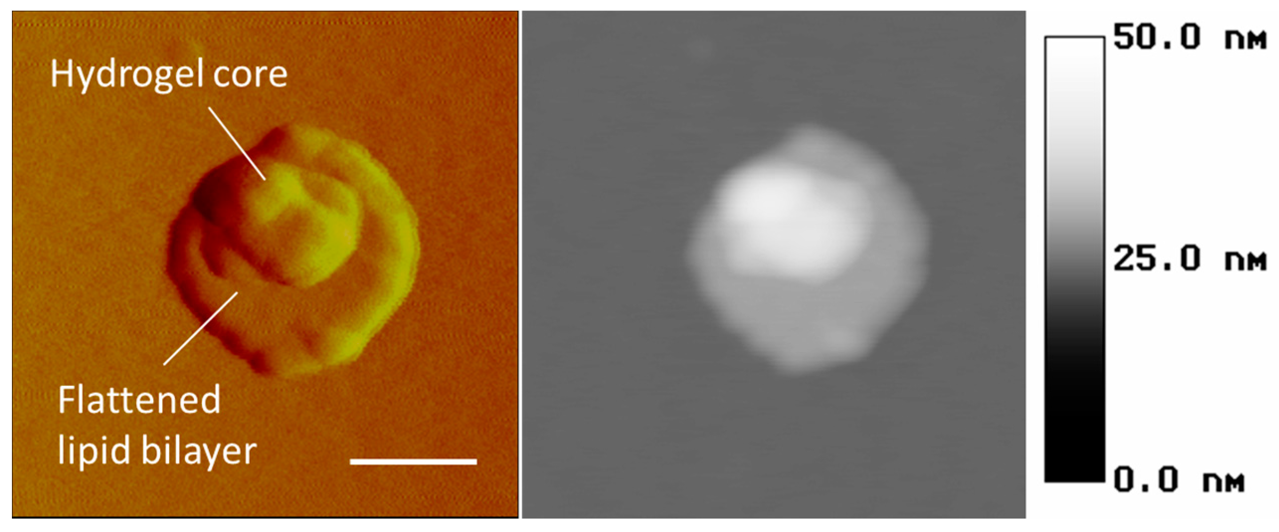 Gels 03 00007 g009