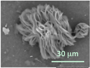 Gels 03 00007 i018