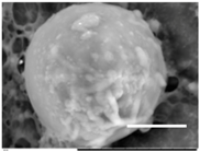 Gels 03 00007 i024