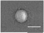 Gels 03 00007 i028