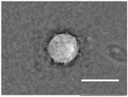 Gels 03 00007 i034