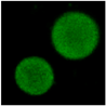 Gels 03 00007 i038