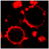 Gels 03 00007 i039
