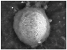 Gels 03 00007 i041