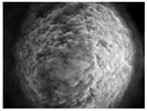 Gels 03 00007 i042