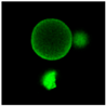 Gels 03 00007 i044