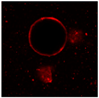 Gels 03 00007 i045