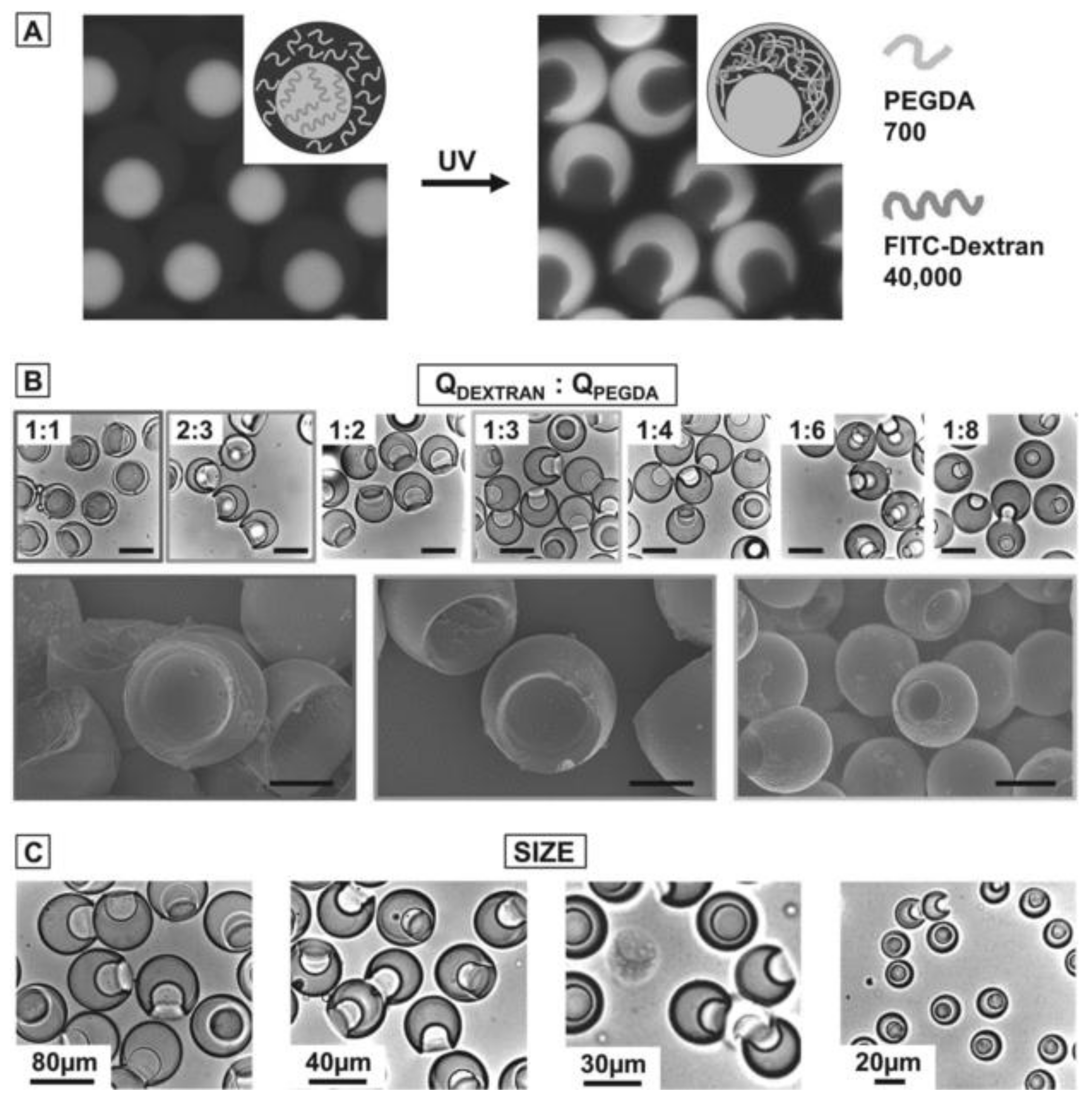 Gels 04 00029 g003 Gels 04 00029 g003