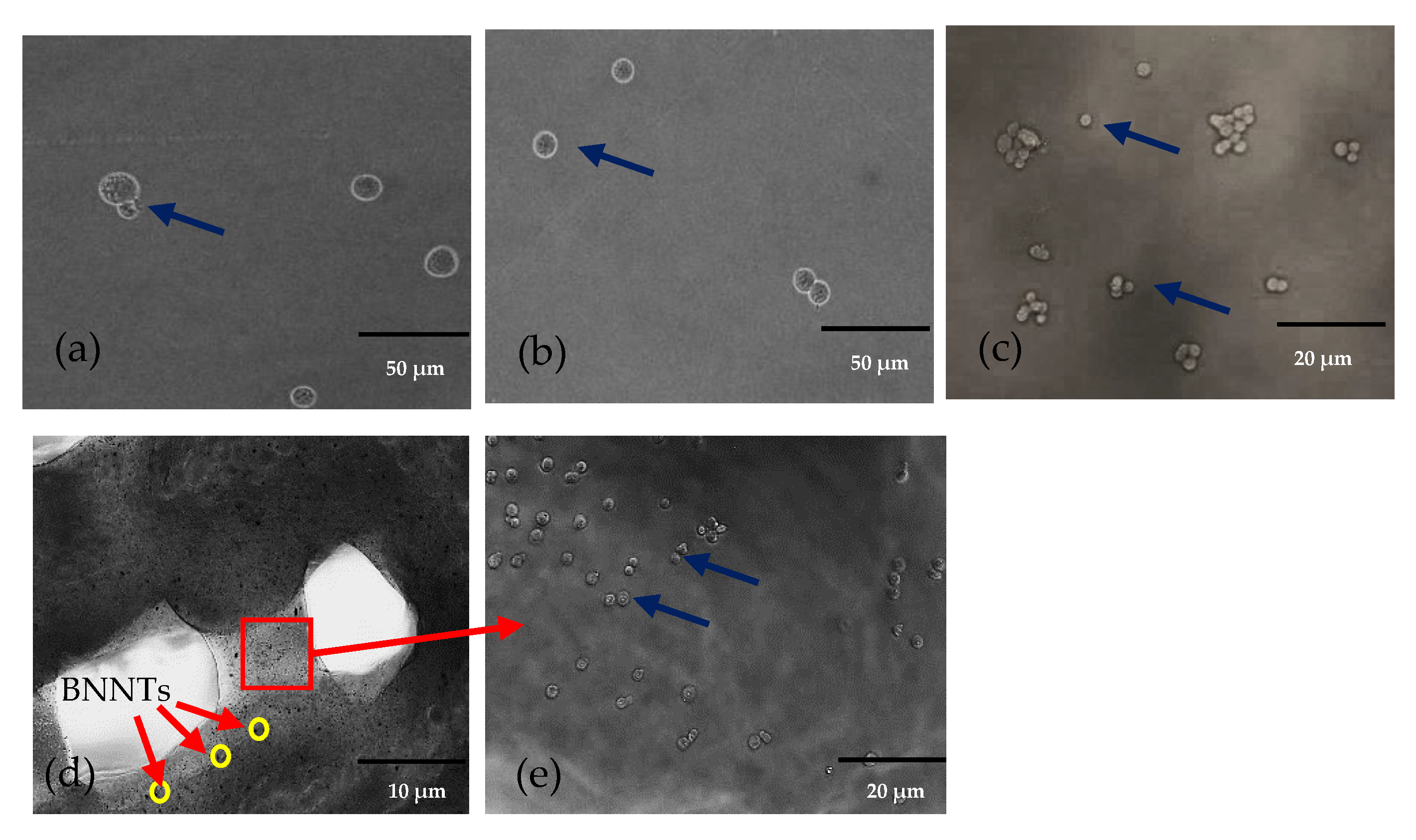 Gels 08 00603 g002