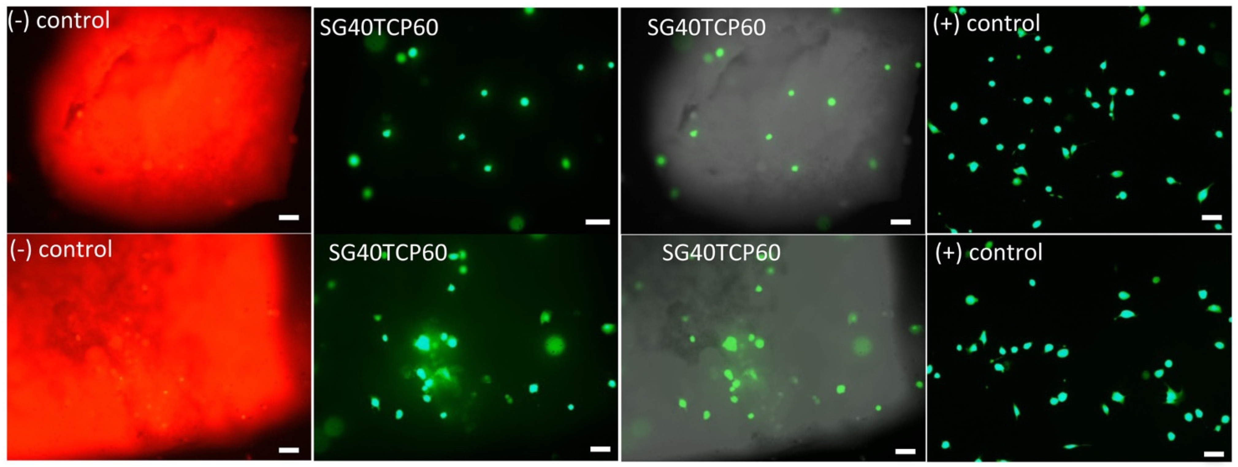 Gels 08 00634 g008 Gels 08 00634 g008