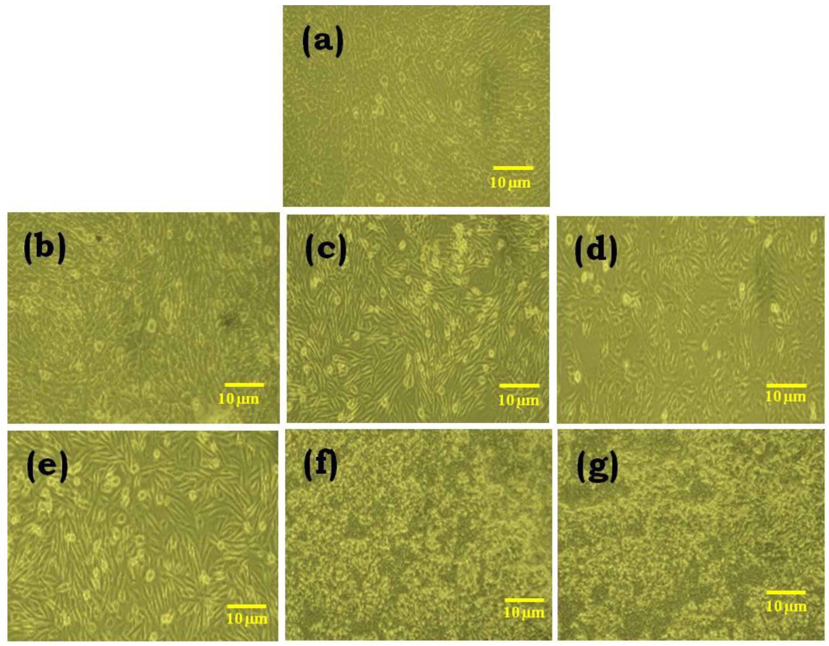 Gels 09 00022 g012 Gels 09 00022 g012