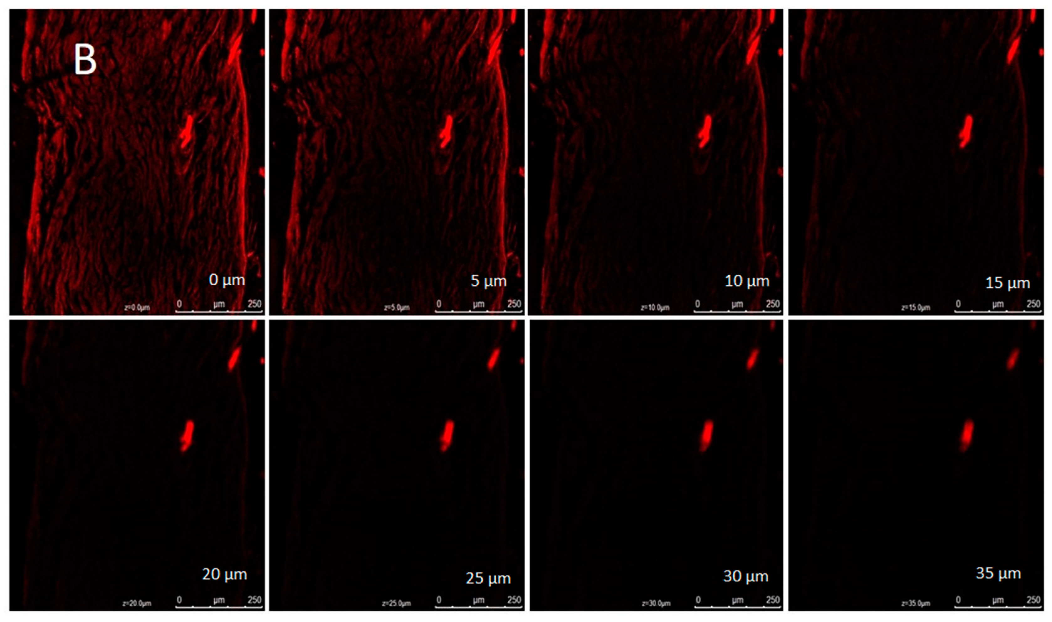Gels 09 00516 g011b