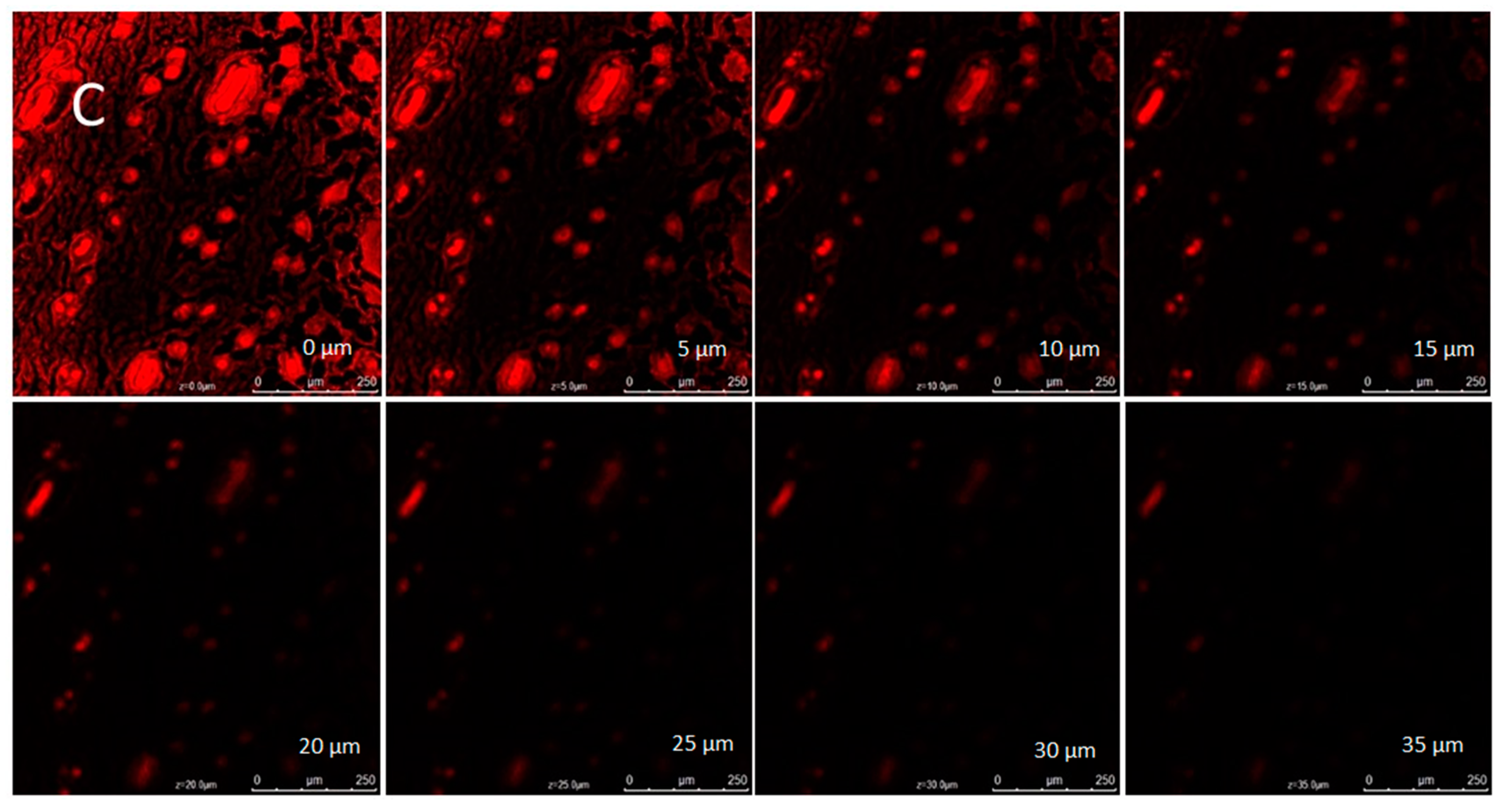 Gels 09 00516 g011c