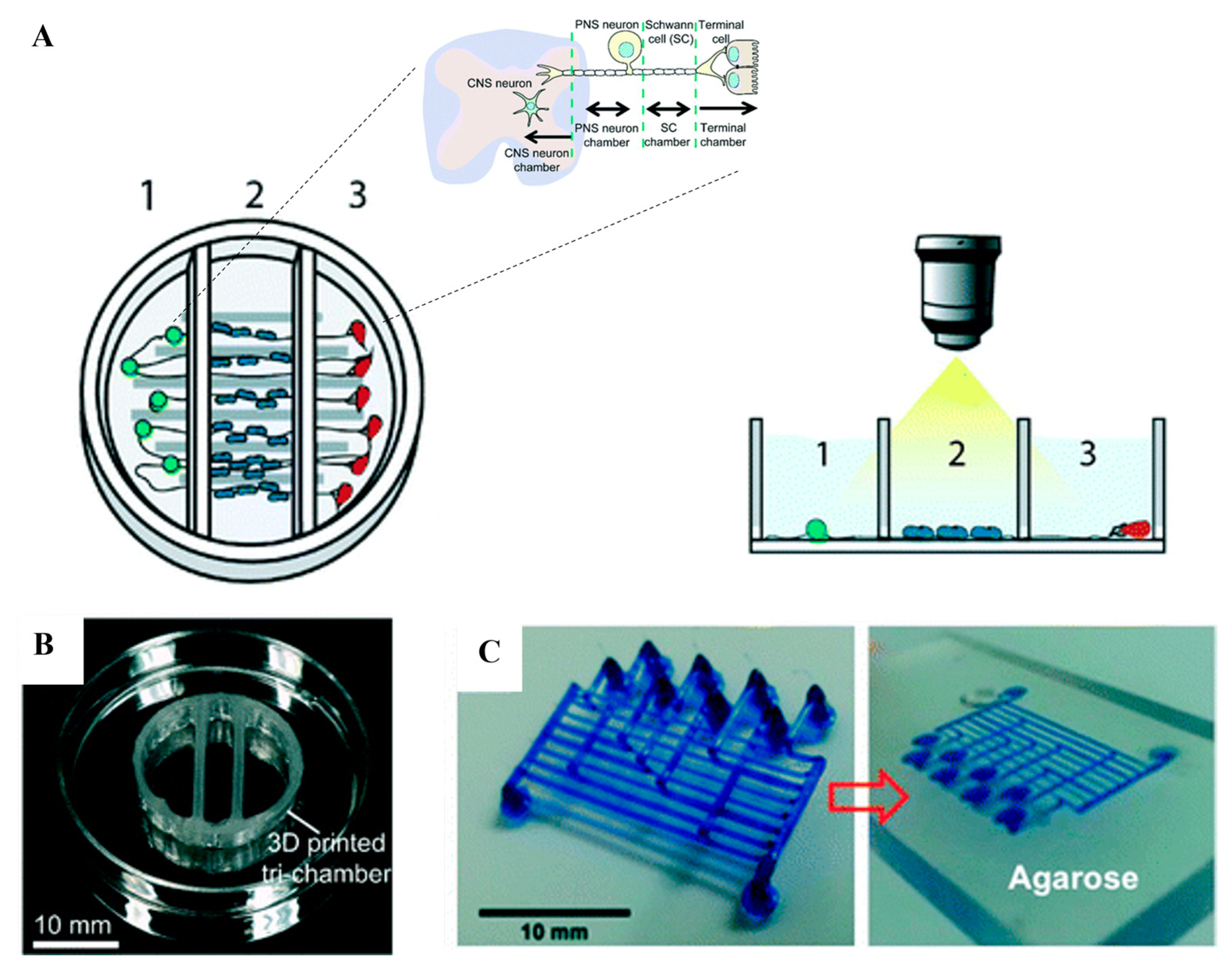 Gels 09 00790 g005 Gels 09 00790 g005