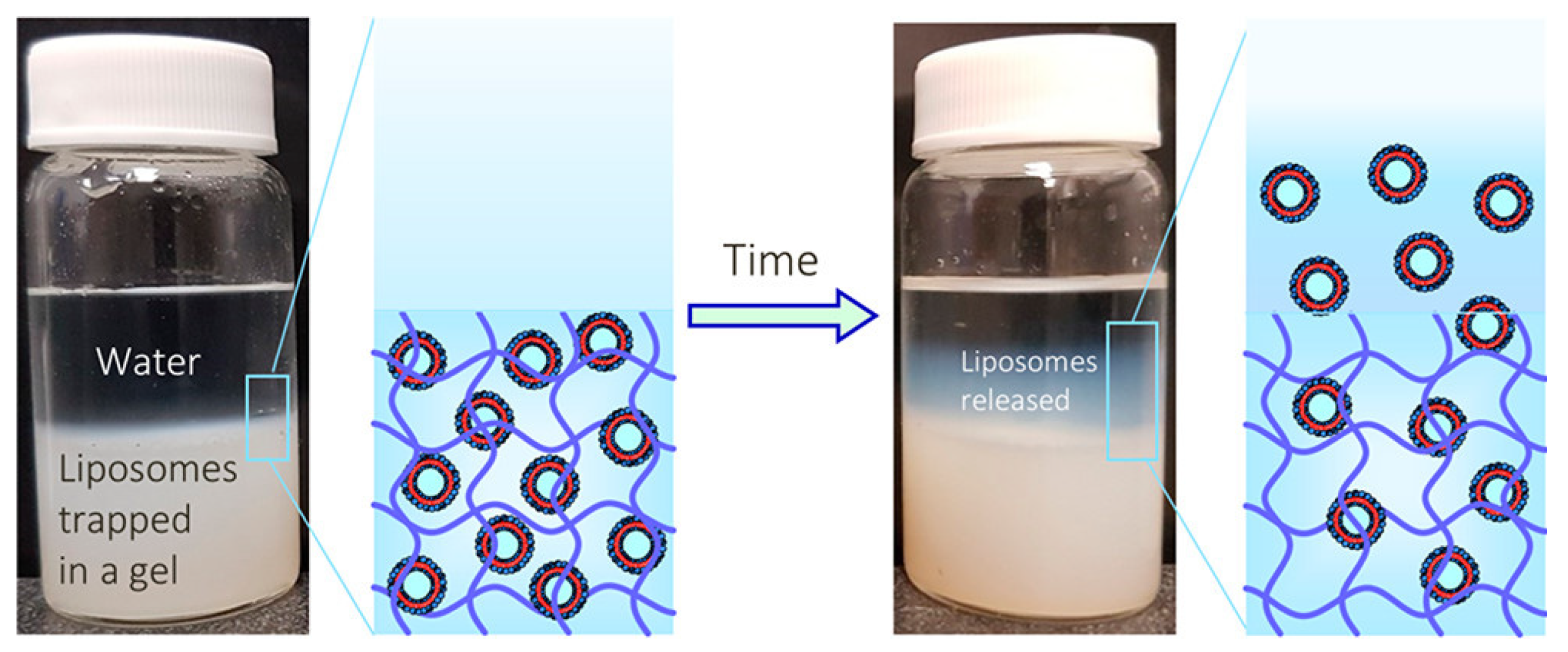 Gels 10 00284 g006 Gels 10 00284 g006