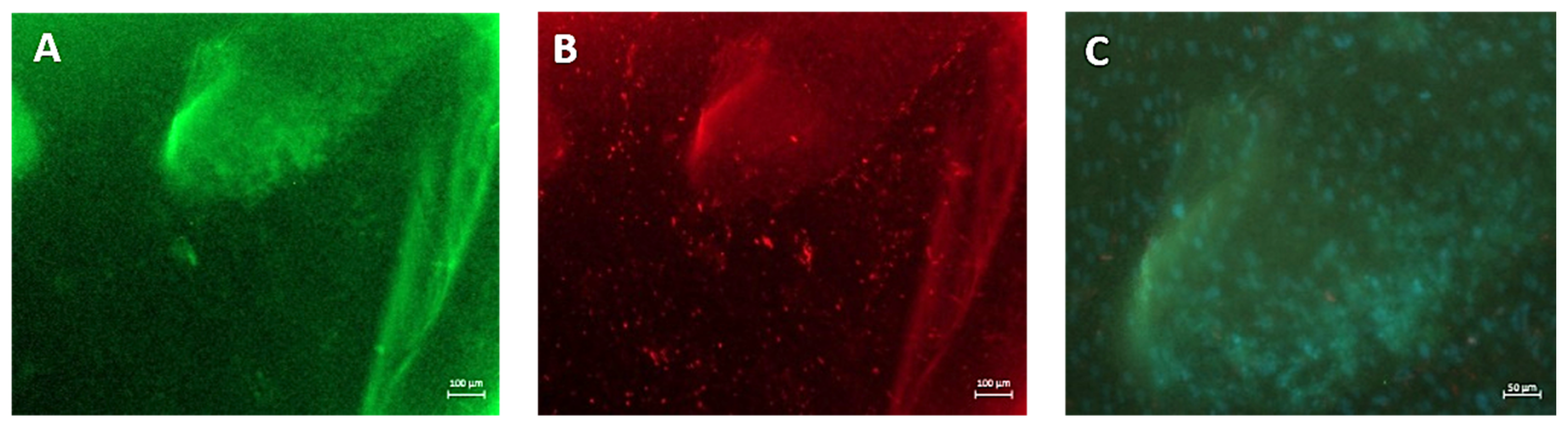 Gels 10 00412 g014 Gels 10 00412 g014