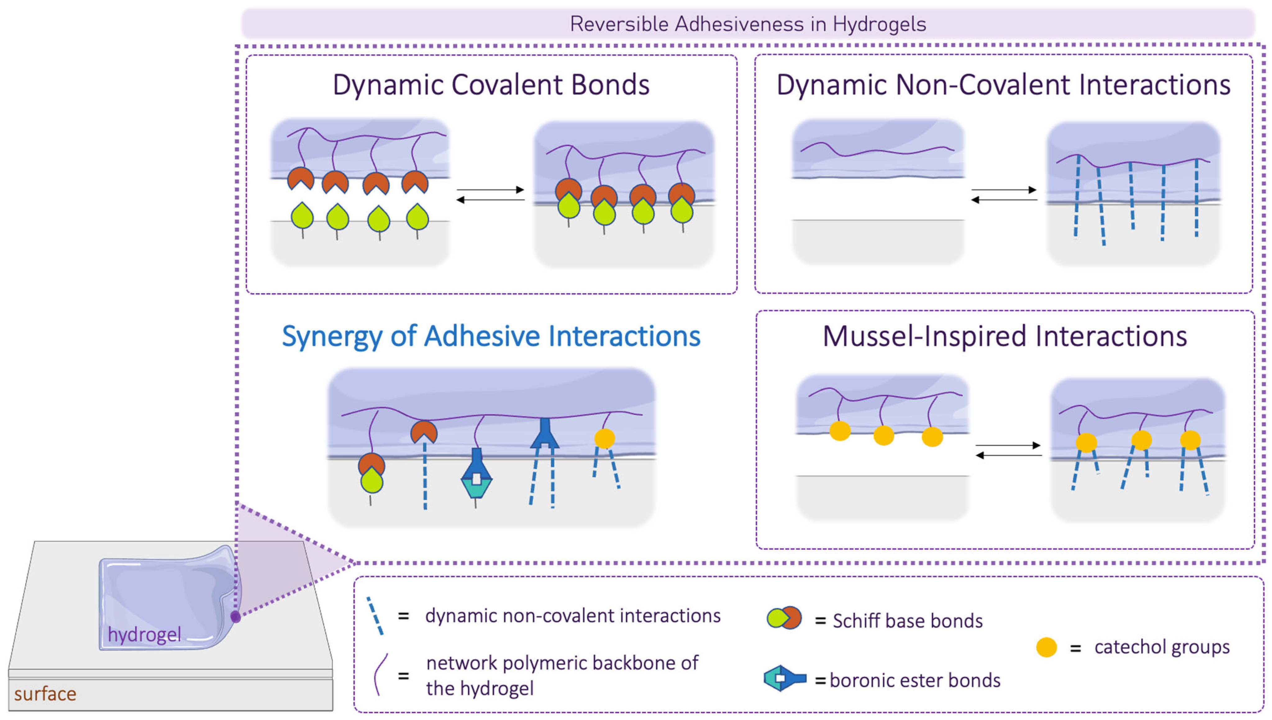 Overview of Dynamic Bond Based Hydrogels for Reversible Adhesion ...