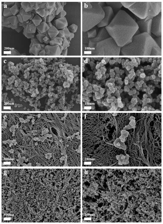 SEM images of UiO-66 with different morphological structures: (a,b) O-UiO-66 showing regular octahedral morphology with particle size of ~300 nm and good dispersion; (c,d) H-UiO-66 exhibiting irregular granular morphology with particle size of ~50 nm and visible aggregation; (e,f) O-UiO-66@CNF separator showing uniform distribution of octahedral particles on and within CNF fibers, forming well-defined ion transport channels; (g,h) H-UiO-66@CNF separator displaying significant particle aggregation on fiber surfaces, which may lead to uneven pore structure and ion transport efficiency. The octahedral morphology facilitates better integration with the cellulose nanofiber network compared to the hierarchical porous structure.