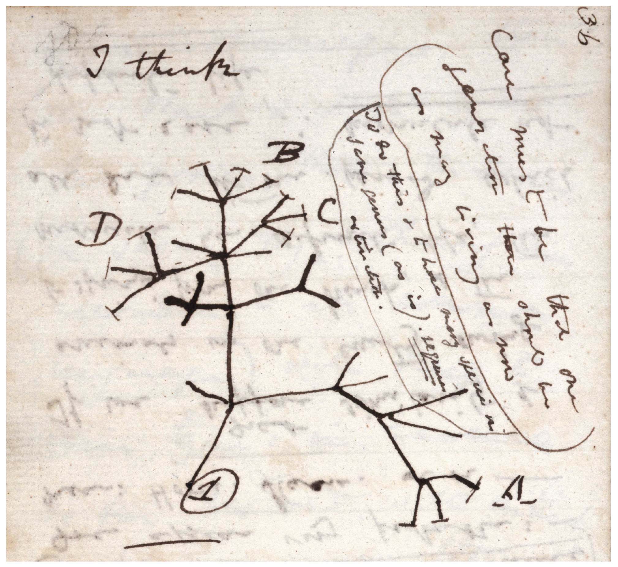 Genealogy 01 00009 g002