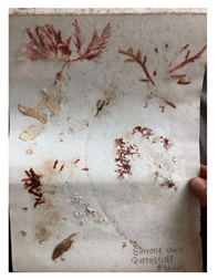 Genealogy 04 00042 i002