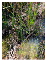 Genealogy 04 00042 i006