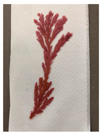 Genealogy 04 00042 i009