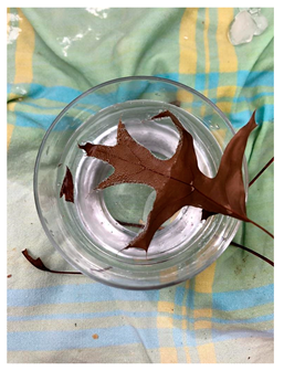 Genealogy 04 00042 i011