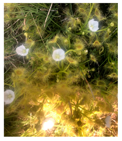 Genealogy 04 00042 i012