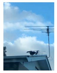 Genealogy 04 00042 i018