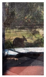 Genealogy 04 00042 i022