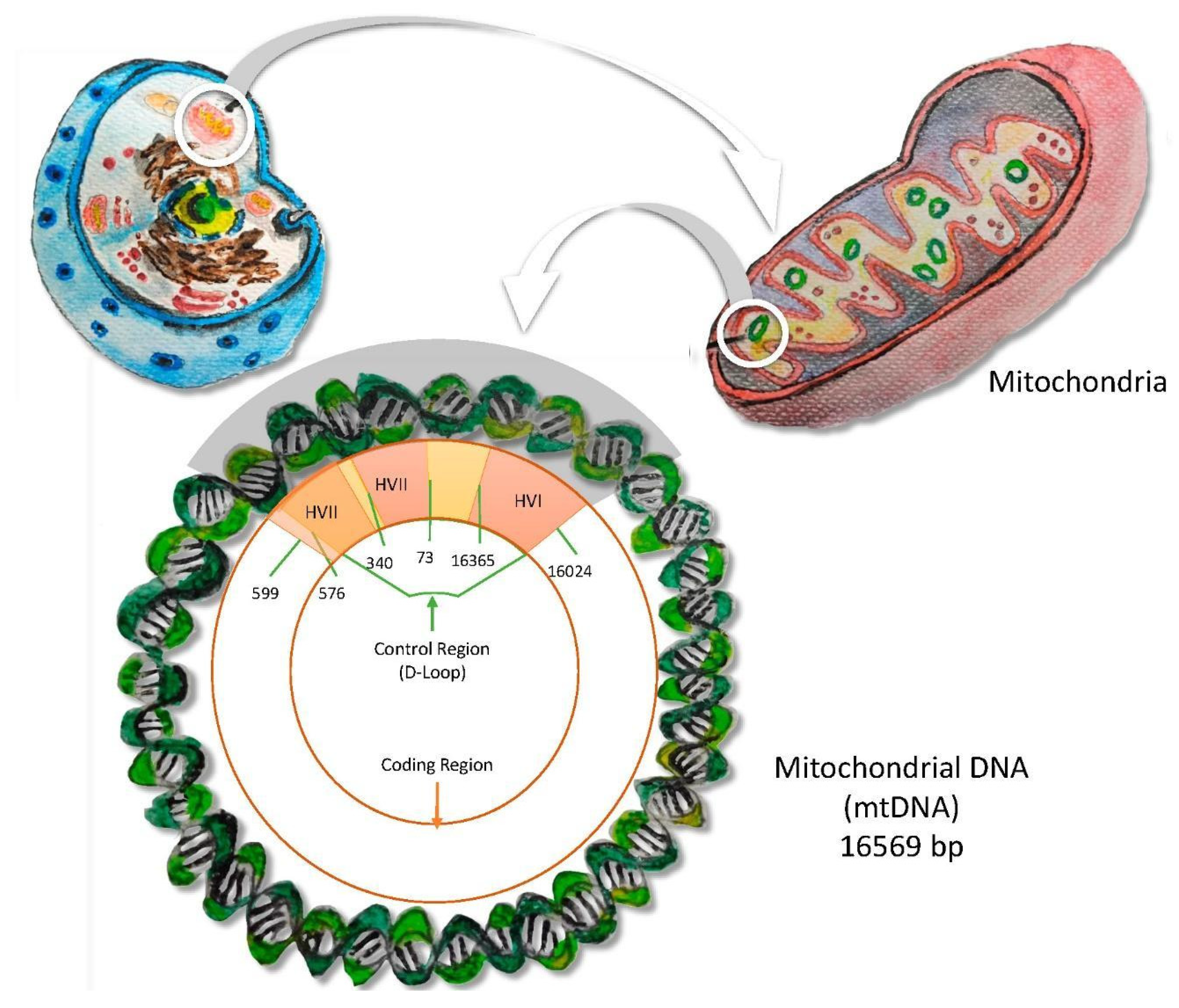 Genealogy 05 00098 g004 Genealogy 05 00098 g004
