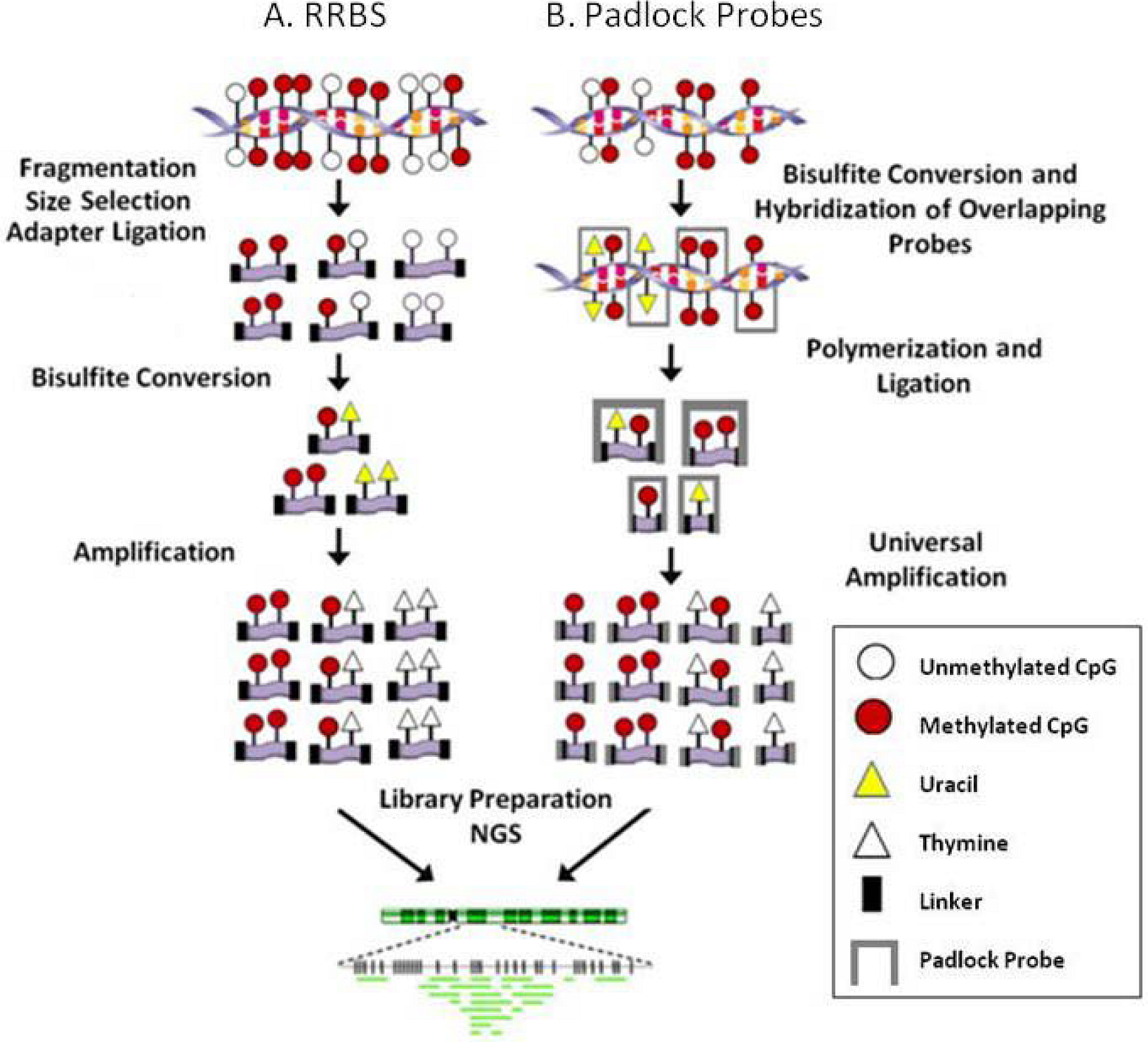 Genes 01 00143 g002