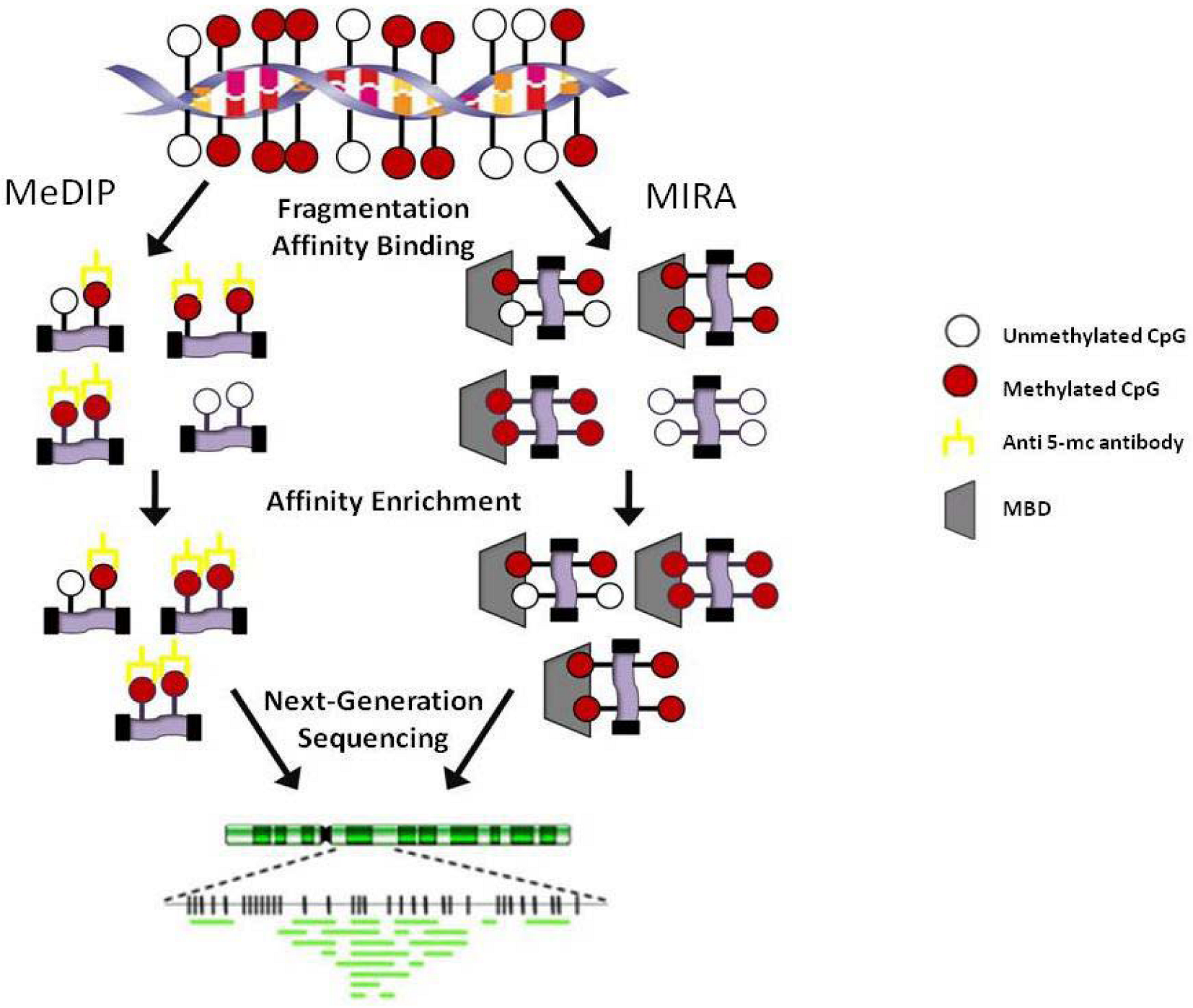 Genes 01 00143 g003