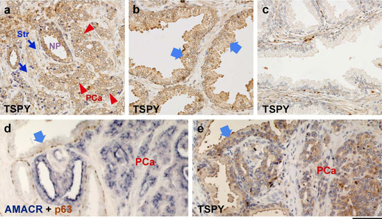 Genes 01 00283 g002 550