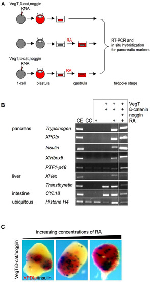 Genes 01 00413 g001 550