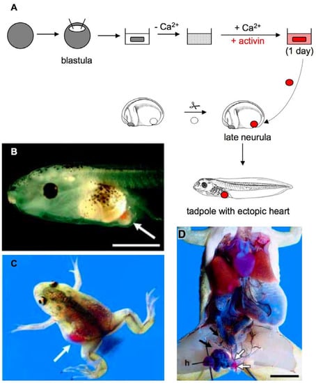 Genes 01 00413 g002 550