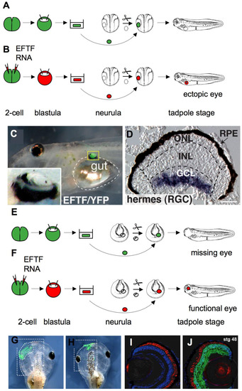 Genes 01 00413 g003 550
