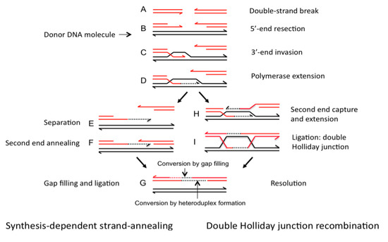 Genes 01 00427 g001 550
