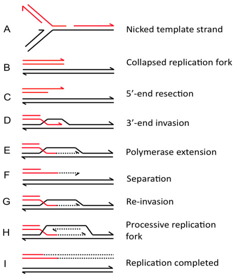 Genes 01 00427 g003 550