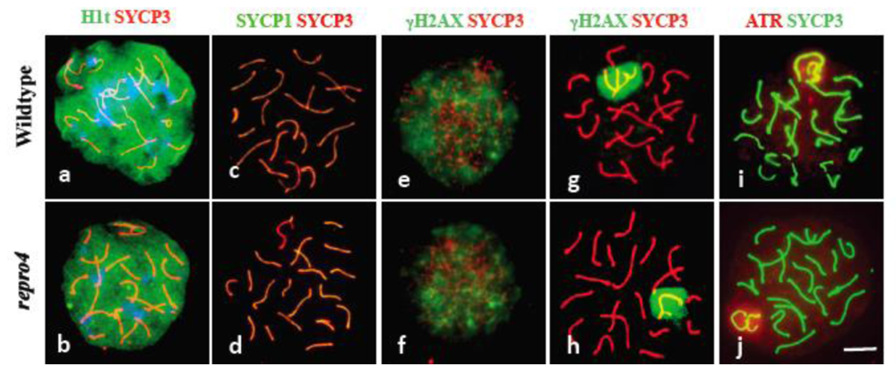 Genes 02 00021f2 1024