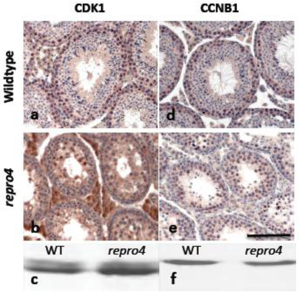 Genes 02 00021f3 1024