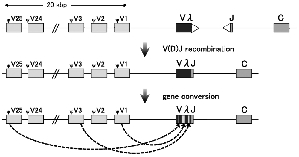Genes 02 00048f2 1024