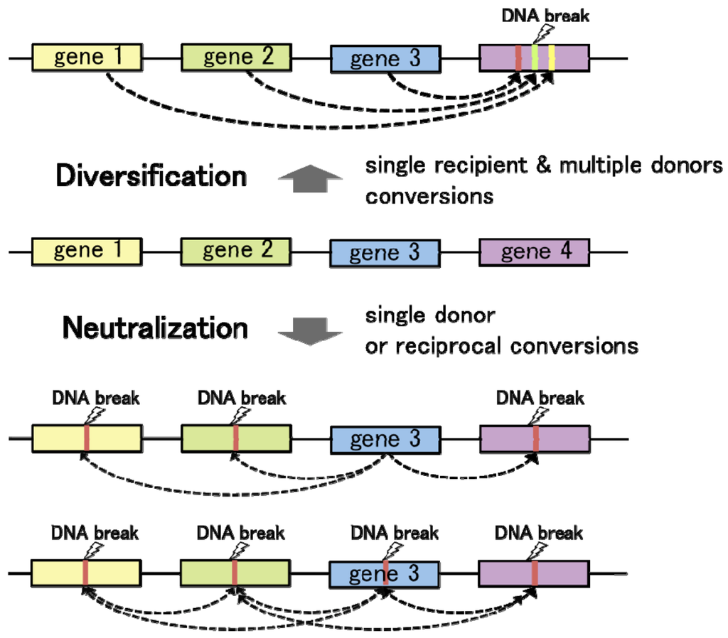 Genes 02 00048f3 1024